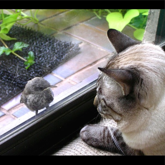 SUZYQUE ~SINCE 2012 ~POSH AMBASSADOR - Picture 4 of 6